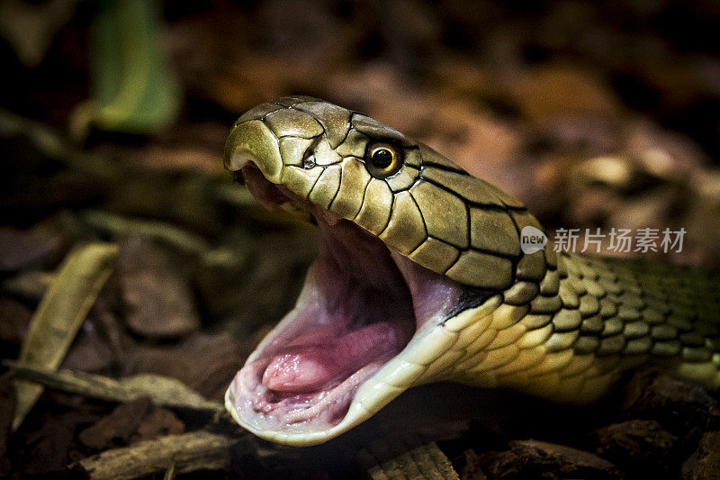 蛇张着嘴的肖像-眼镜蛇王