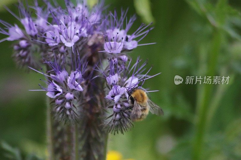 蜜蜂在紫色的野花上