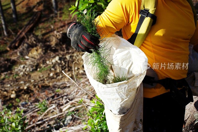 植树器种植辐射松幼苗