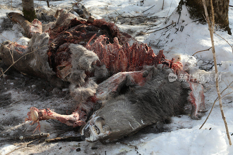 西伯利亚白雪覆盖的森林里的驯鹿尸体