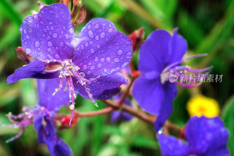 紫兰花花在雨中