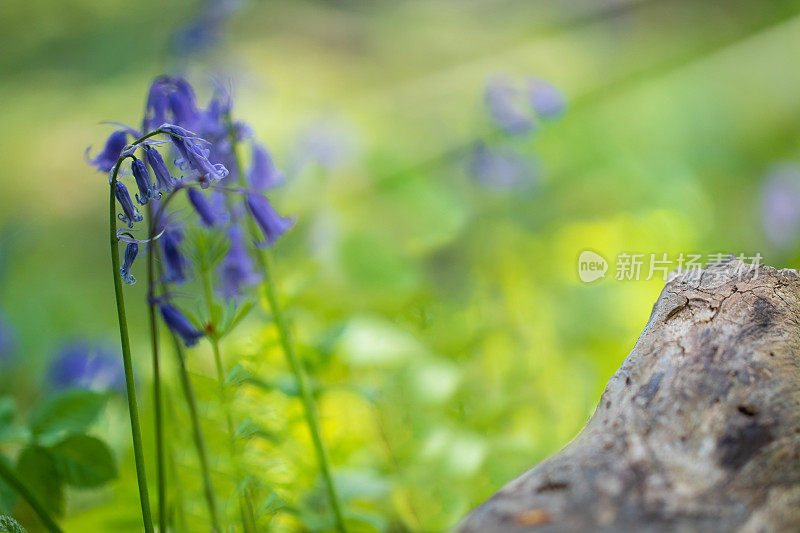 阳光下的一组紫色的蓝铃花站在一个自然的绿色背景，使用浅景深的领域。有足够的复制空间