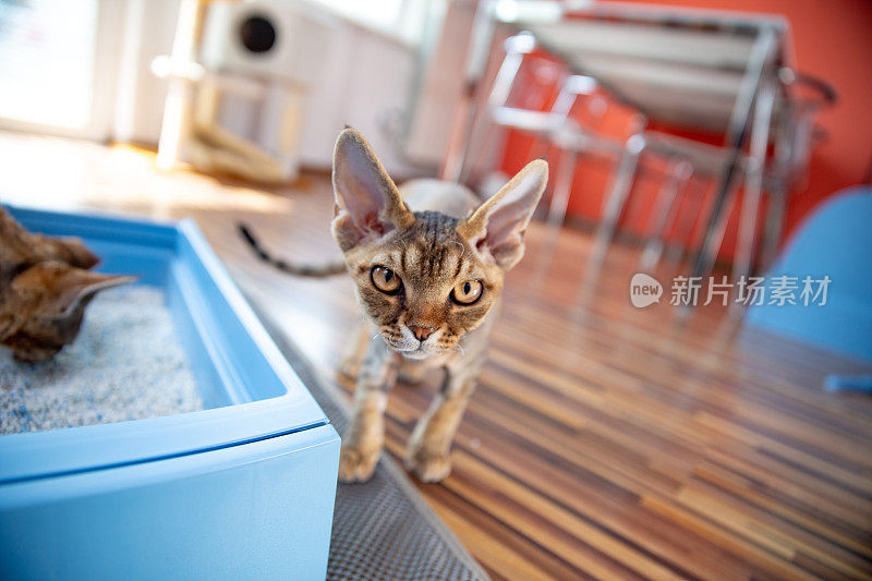 好奇的德文郡雷克斯小猫站在猫砂盒旁边的照片