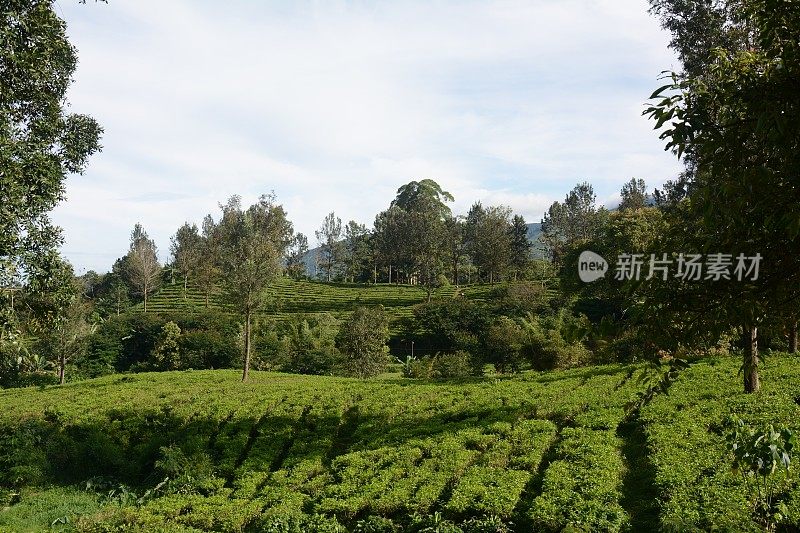 绿茶种植园，茶山