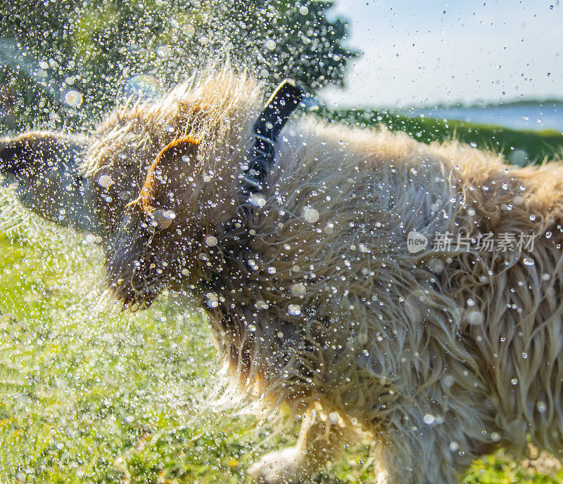 金毛猎犬在夏天的一天用摇一摇来降温