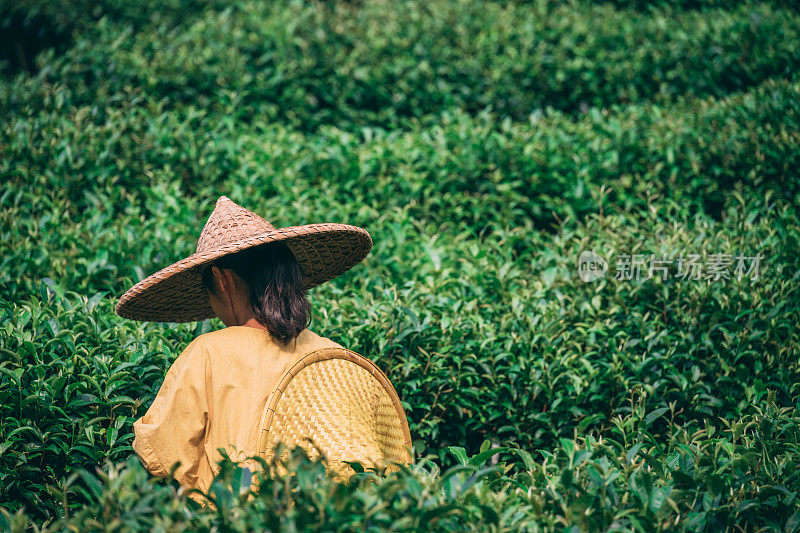 戴着亚洲传统帽子的妇女在种植园里采茶