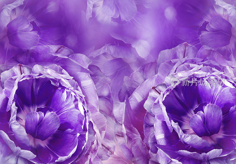 花紫色背景。一束粉白色的郁金香花。特写镜头。植物的拼贴画。花组成。大自然。