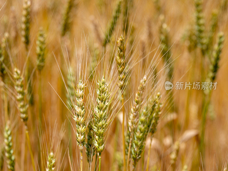 麦田里成熟的小麦穗特写细节照片