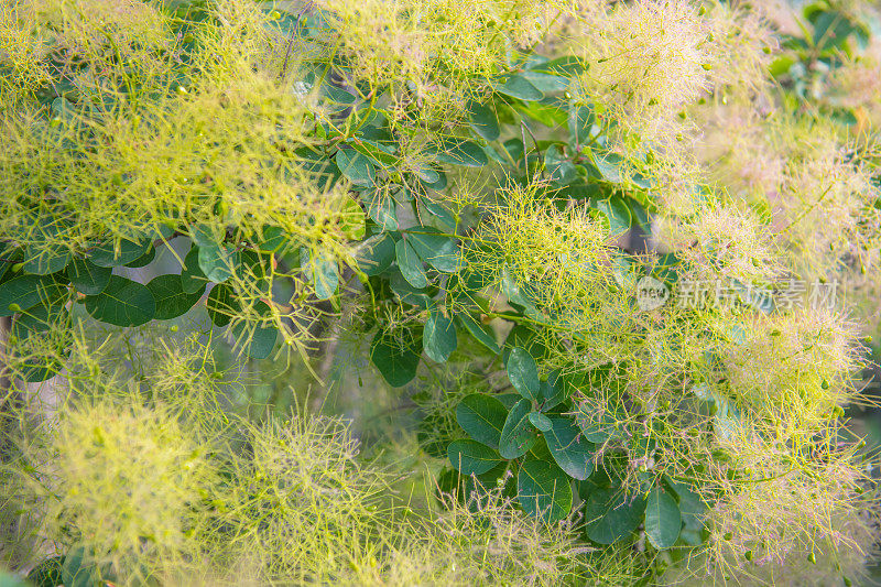 烟灌木黄栌花在春天的背景