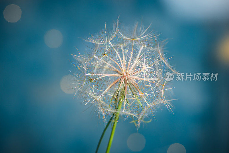 白色干燥的蒲公英花在蓝色的背景