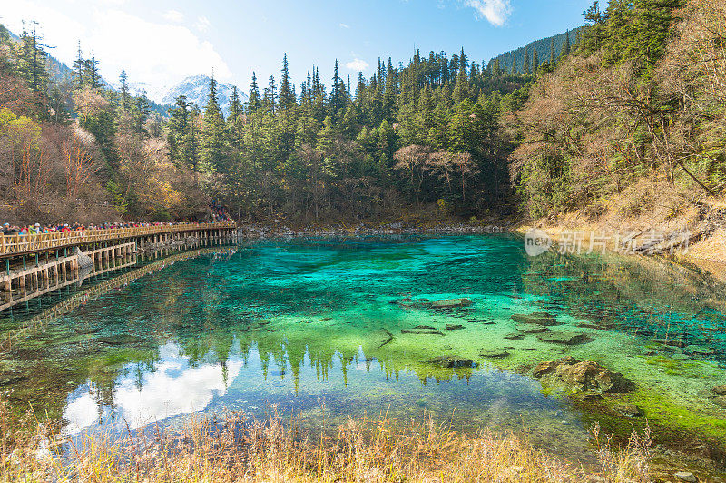 森林和树木景观纹理背景，色彩斑斓的自然景观风景亚丁，香格里拉，中国，西藏山区的秋天