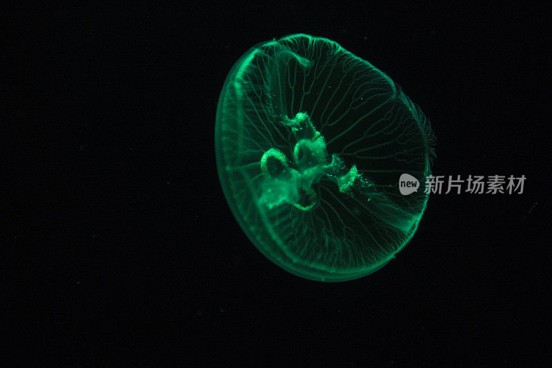 海洋生物