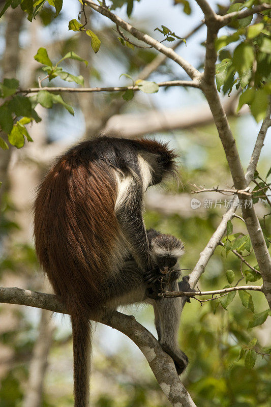 坦桑尼亚桑给巴尔乔扎尼森林保护区的柯克红疣猴