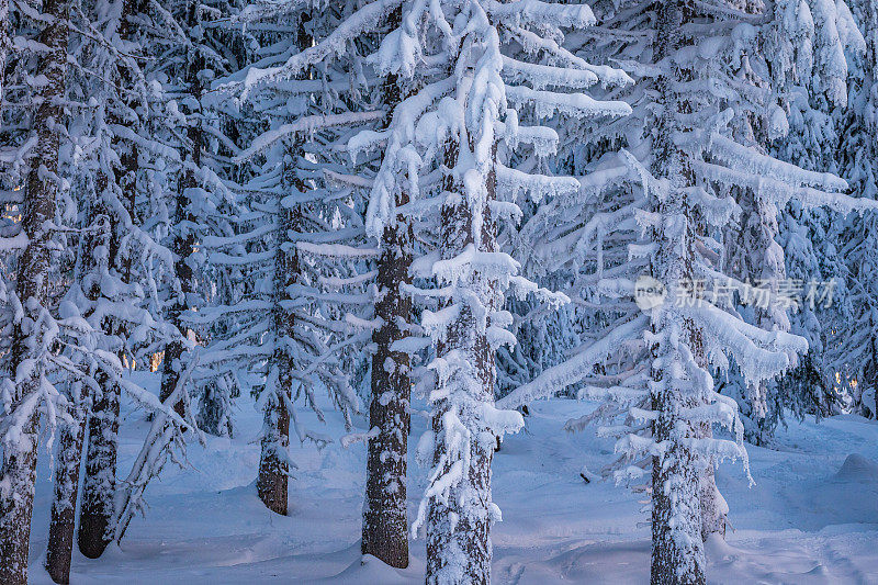 高详细的观点，雪覆盖的背景和常青树在欧洲在一个寒冷的冰冻的早晨-创造性的股票照片