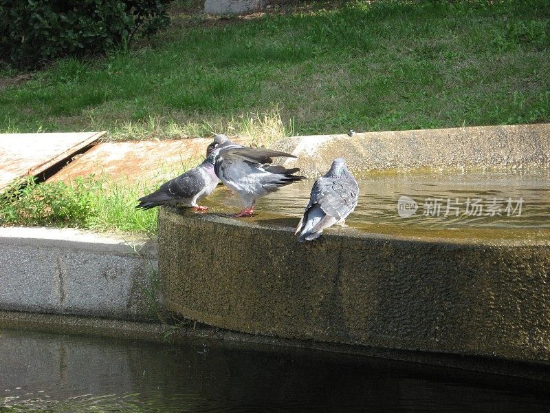 在一个晴朗的日子里，鸟儿们站在湖边