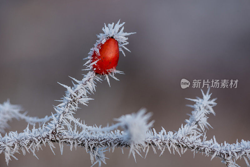 森林蔷薇果在冬季