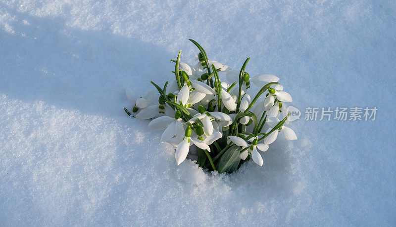 雪花莲从后院的雪中绽放出春天的第一束鲜花