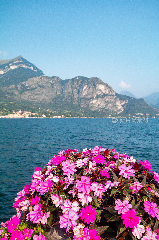 意大利伦巴第科莫湖上的凤仙花