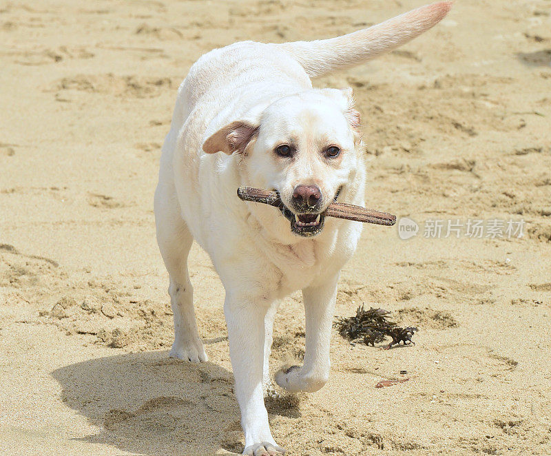 海滩上的拉布拉多寻回犬