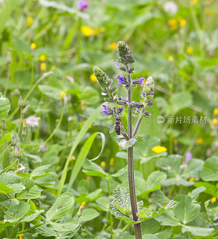 大黄蜂在紫色羽扇豆花周围飞舞