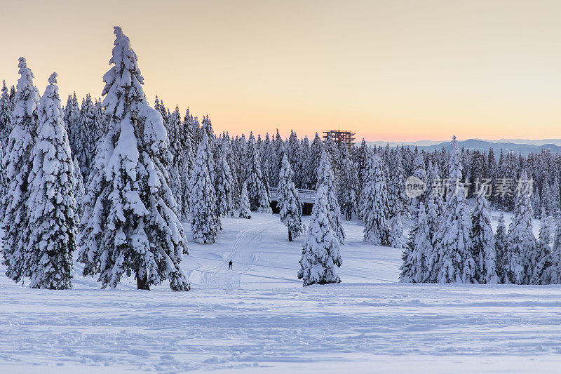 白雪覆盖的树木与引人注目的天空的风景