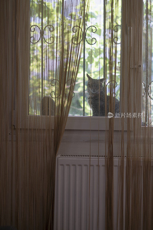 阳台上的野猫越来越近了