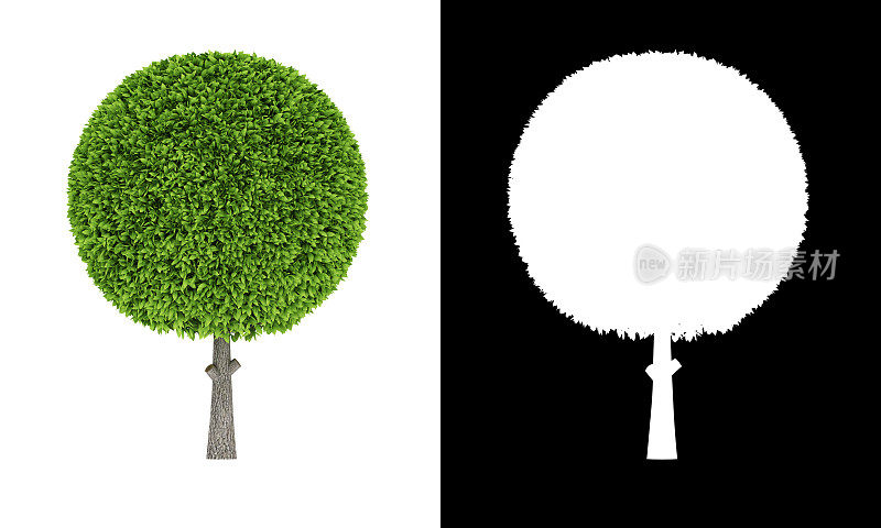 3D渲染球形状绿色灌木隔离在白色背景和alpha通道