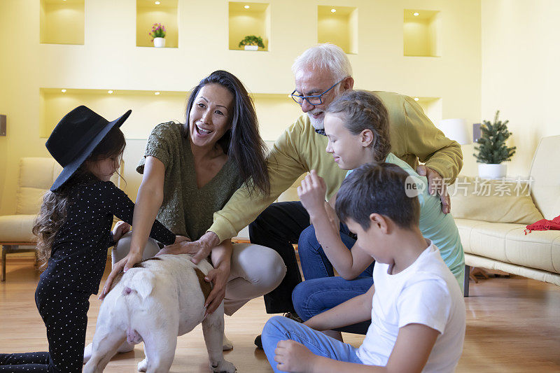 多代同堂的一家人在家里和他们的英国斗牛犬玩耍。