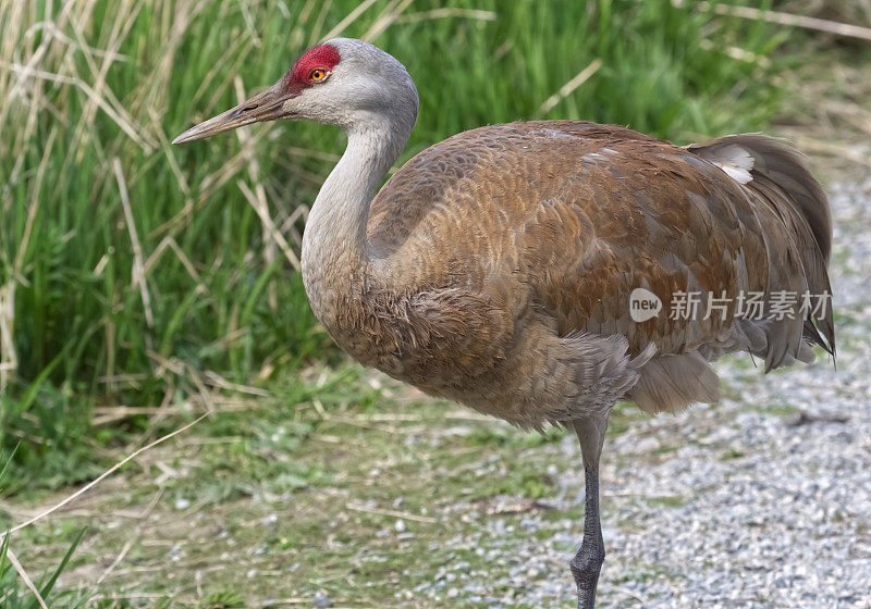 沙丘鹤