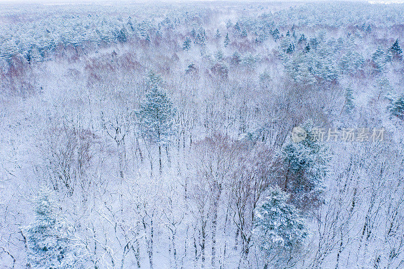 鸟瞰被冰雪覆盖的森林包围的道路。