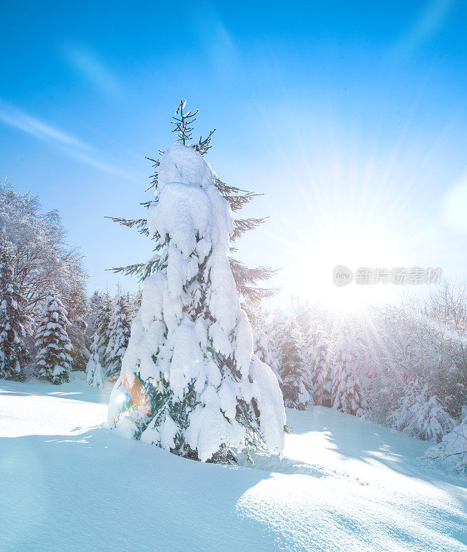 在阳光明媚的冬日里，松树满树雪