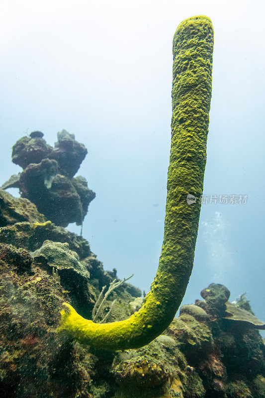 加勒比海水下珊瑚礁