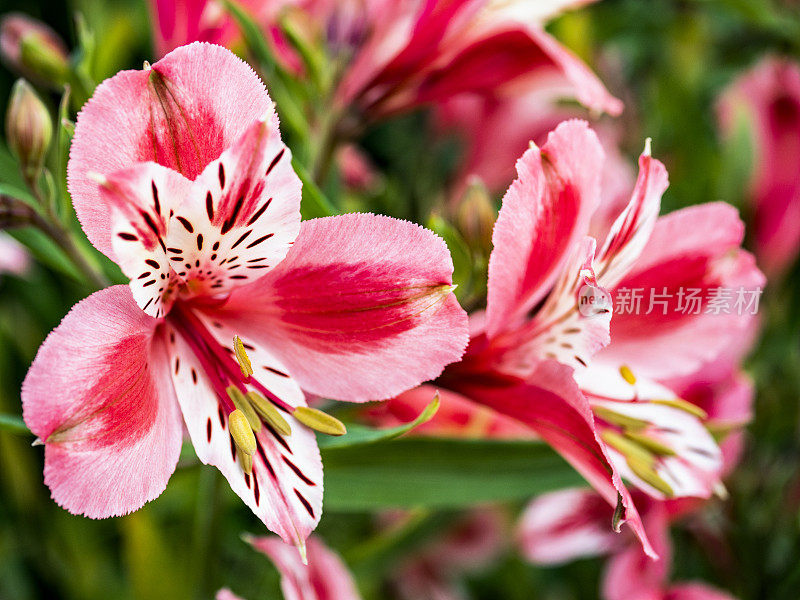 在西雅图花坛上生长的粉红色紫菀的肖像