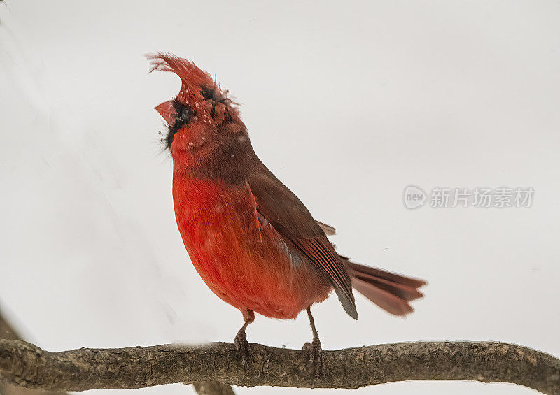 红衣主教在暴风雪