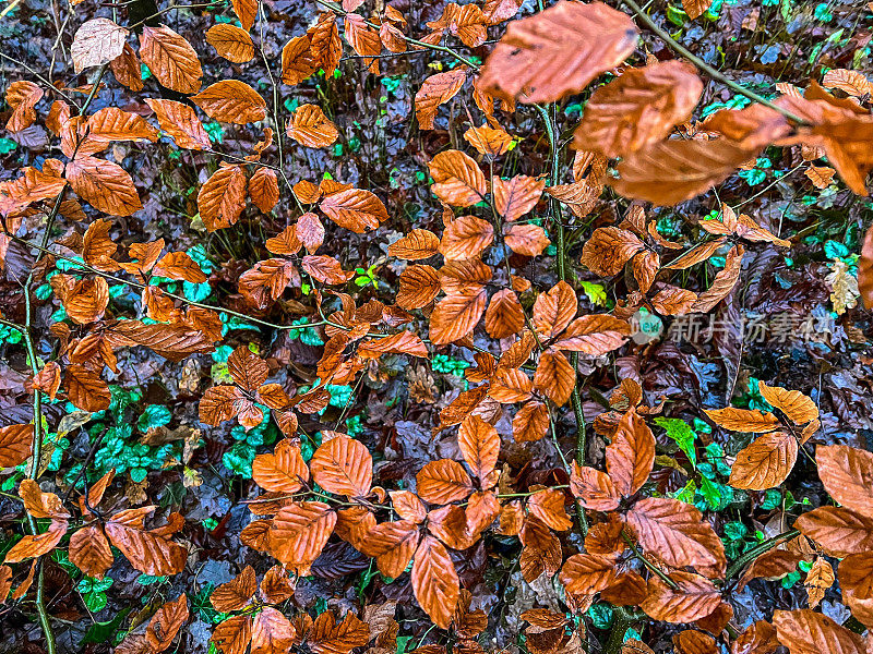 森林里一种植物的棕色、潮湿的叶子。