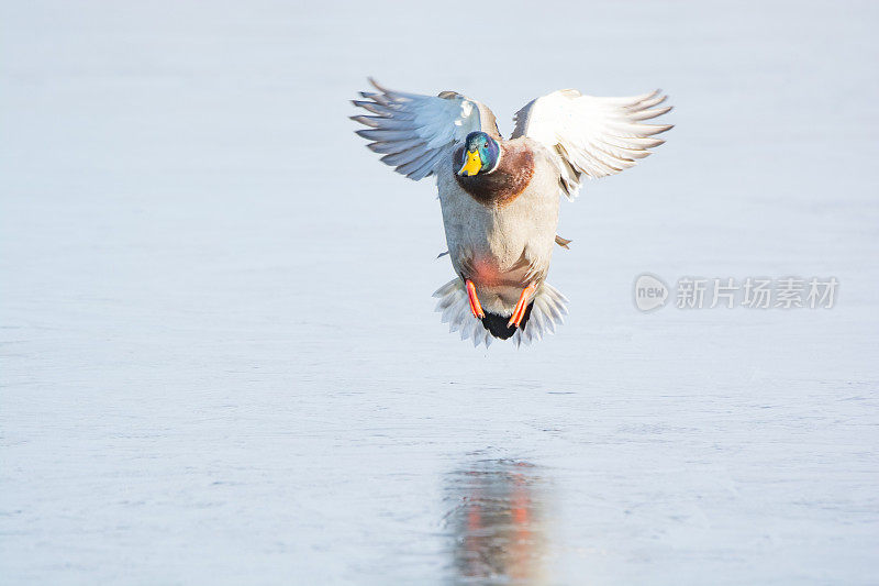 野鸭降落在覆盖着湖面的冰面上