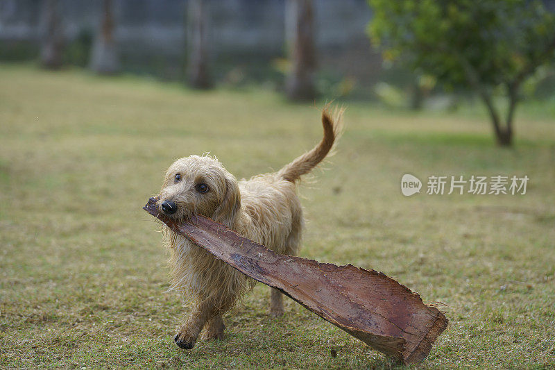 一只快乐的棕色狗在公园里玩耍。