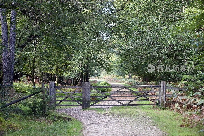 森林和林地栅栏和大门入口，汉普郡，英格兰，英国