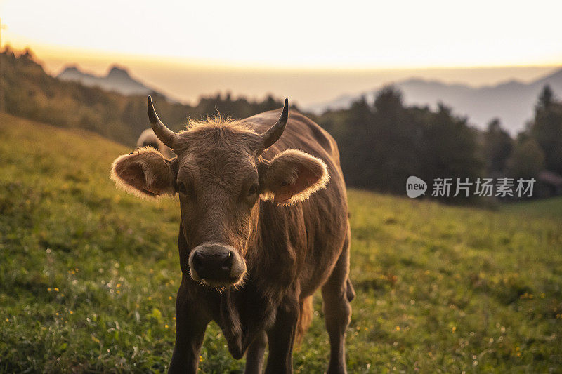 日落时吃草的牛