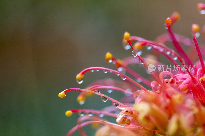 特写美丽的班克西亚花雨后，微距摄影，背景复制空间