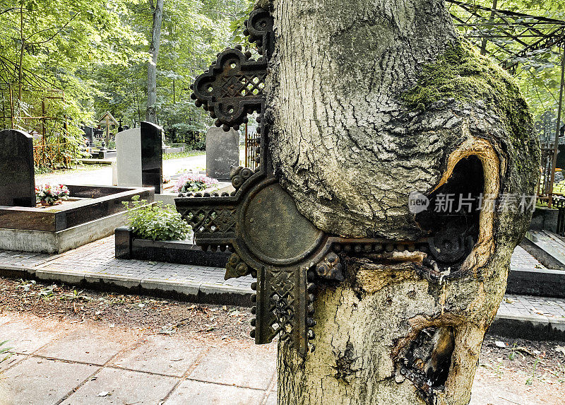 古老的墓地。这棵树从废弃的墓地吞下了一个金属十字架。人生赢了