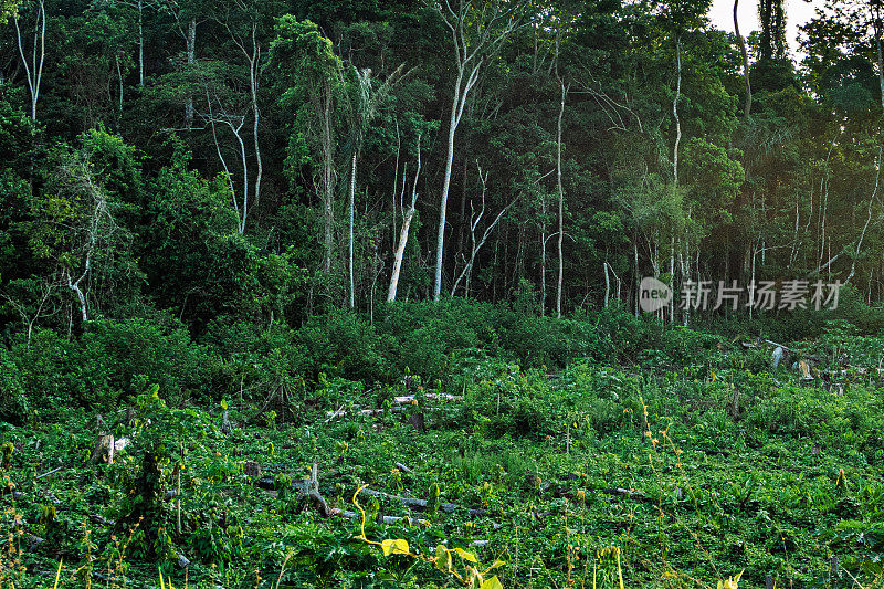 亚马逊地区森林退化