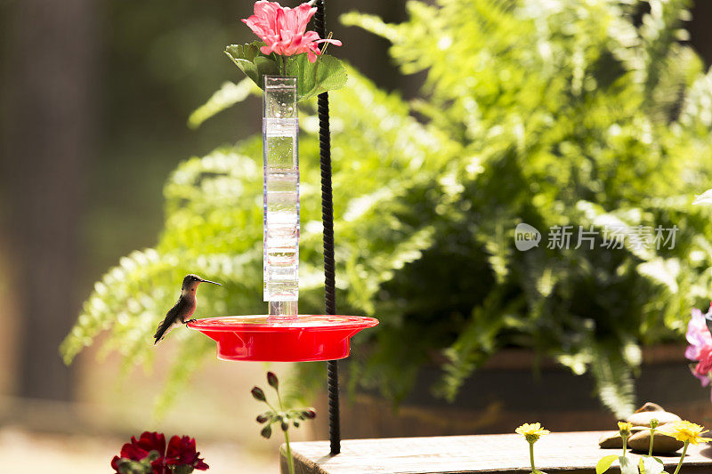 蜂鸟在春天觅食。