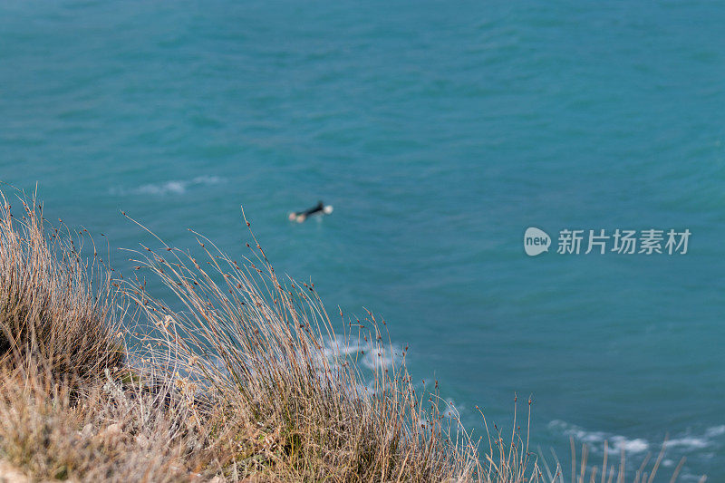 冲浪者在蓝色的海面上划桨