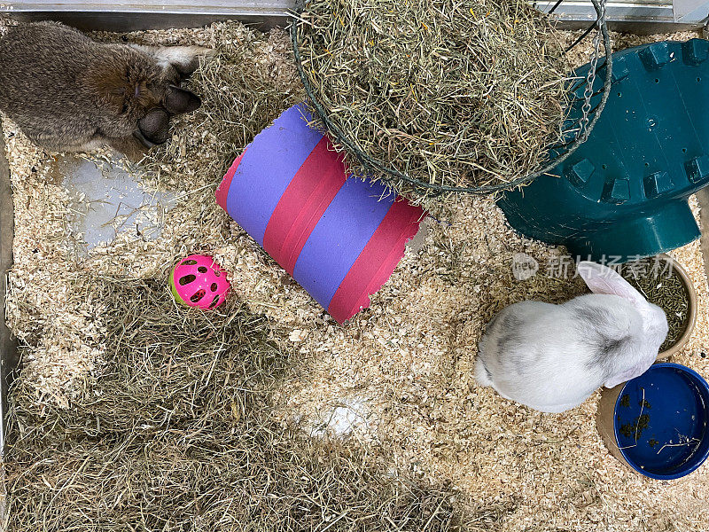 图片中的两只小兔子，躺在室内围栏里的木屑上，灰色的兔子吃着碗里的颗粒食物，纸板管，塑料球，高架视野