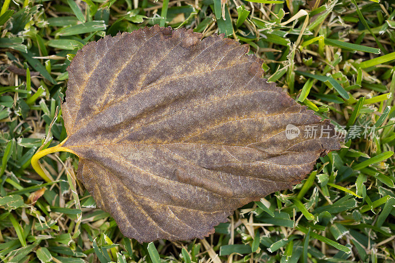 地上一片秋叶