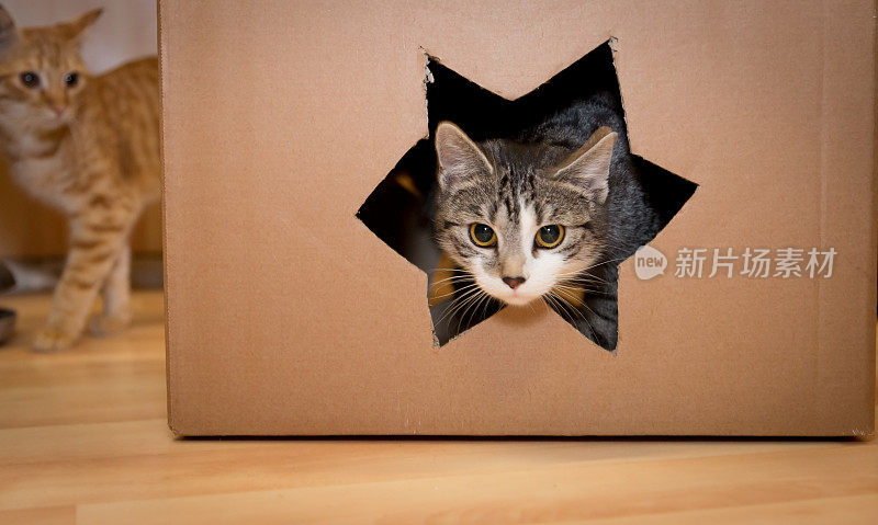 圣诞概念:可爱的猫从盒子里的星星洞里往外看，复制空间
