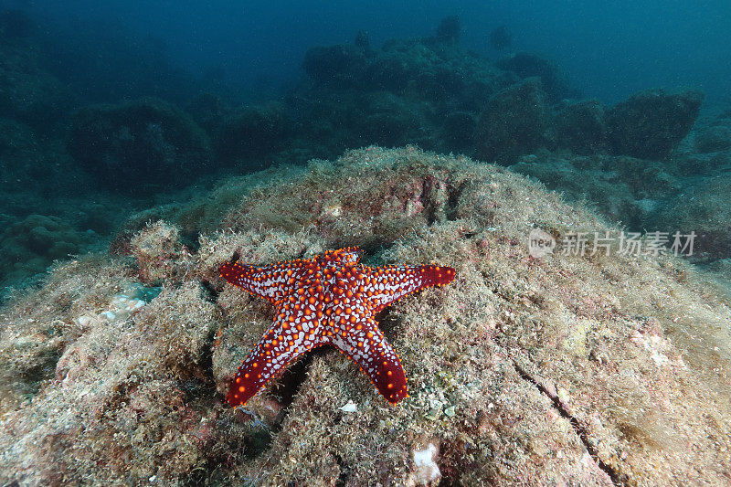 海星panamic缓冲