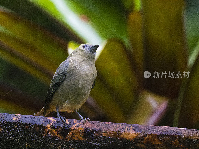 雨中的棕榈唐纳格