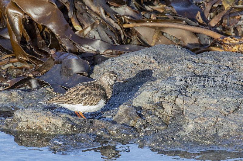 水边的拉迪·Turnstone。